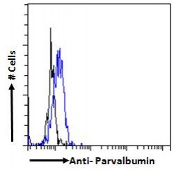 Parvalbumin (PVALB) Antibody