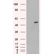 abx433098