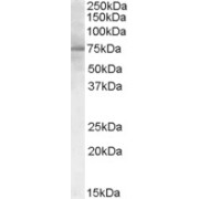 abx433105 (0.3 µg/ml) staining of Human Adipose lysate (35 µg protein in RIPA buffer). Detected by chemiluminescence.