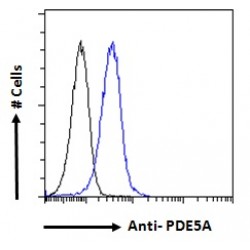 Phosphodiesterase 5A (PDE5A) Antibody