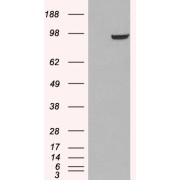 HEK293 overexpressing PDE5A and probed with abx433108 (mock transfection in first lane).