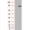 Phosphodiesterase 5A (PDE5A) Antibody