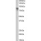 POSTN/OSF-2 (periostin) Antibody