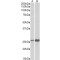 peroxiredoxin 6 (PRDX6) Antibody