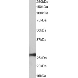 peroxiredoxin 6 (PRDX6) Antibody