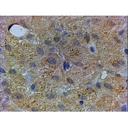 abx433119 (x µg/ml staining of paraffin embedded Human Liver. Steamed antigen retrieval with citrate buffer pH 6, HRP-staining.