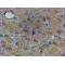 Peroxisomal Membrane Protein PEX13 (PEX13) Antibody
