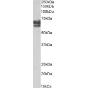 abx433121 (0.1 µg/ml) staining of Human Kidney lysate (35 µg protein in RIPA buffer). Primary incubation was 1 hour. Detected by chemiluminescence.