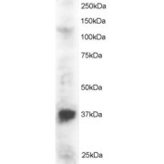abx433135