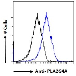 Cytosolic Phospholipase A2 (PLA2G4A) Antibody