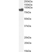 abx433140 (1 µg/ml) staining of A549 cell lysate (35 µg protein in RIPA buffer). Detected by chemiluminescence.