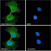 :Immunofluorescence analysis of paraformaldehyde fixed HeLa cells, permeabilized with 0.15% Triton. Primary incubation 1hr (10 µg/ml) followed by AF488 secondary antibody (2 µg/ml), showing membrane and cytoplasmic staining. The nuclear stain is DAPI (blue). Negative control: Unimmunized goat IgG (10 µg/ml) followed by AF488 secondary antibody (2 µg/ml).