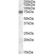 abx433150 (0.3 µg/ml) staining of Jurkat lysate (35 µg protein in RIPA buffer). Primary incubation was 1 hour. Detected by chemiluminescence.