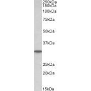 abx433153 (0.1 µg/ml) staining of Human Liver lysate (35 µg protein in RIPA buffer). Detected by chemiluminescence.