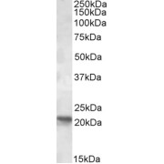 Approx 21kDa band observed in Human Brain (Cerebellum) lysates (calculated MW of 19.3kDa according to NP_002687.1). Recommended concentration: 1-3 µg/ml.