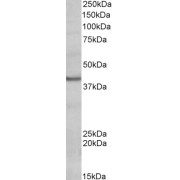 abx433162 (0.2 µg/ml) staining of Human Heart lysate (35 µg protein in RIPA buffer). Primary incubation was 1 hour. Detected by chemiluminescence.