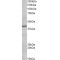 POU Class 4 Homeobox 3 (POU4F3) Antibody