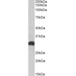 POU Domain, Class 6, Transcription Factor 1 (POU6F1) Antibody