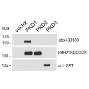 HEK293 lysate overexpressing Human DYKDDDDK-tagged PKD1, Human DYKDDDDK-tagged PKD2 or Human GST-tagged PKD3 probed with abx433180 (0.1 µg/ml) in top panel, probed with anti-DYKDDDDK in middle panel and probed with anti-GST in bottom panel.