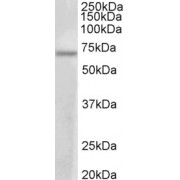 abx433181 (1 µg/ml) staining of MCF7 lysate (35 µg protein in RIPA buffer). Primary incubation was 1 hour. Detected by chemiluminescence.