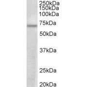 abx433181 (1 µg/ml) staining of MCF7 lysate (35 µg protein in RIPA buffer). Primary incubation was 1 hour. Detected by chemiluminescence.