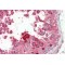 Prokineticin 2 / PK2 (PROK2) Antibody