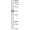 Pentatricopeptide Repeat-Containing Protein 2, Mitochondrial (PTCD2) Antibody