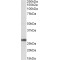 Prostaglandin-H2 D-Isomerase (PTGDS) Antibody