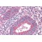 Protein Tyrosine Phosphatase Receptor Type M (PTPRM) Antibody