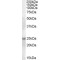 Ras-Related Protein Rab-8A (RAB8A) Antibody