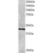 abx433211 staining (2 µg/ml) of HeLa lysate (RIPA buffer, 30 µg total protein per lane). Primary incubated for 12 hour. Detected by western blot using chemiluminescence.