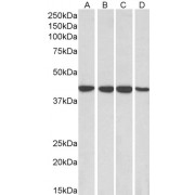 abx433213 (0.1 µg/ml) staining of HepG2 (A), HeLa (B), Jurkat (C) and MCF7 (D) lysates (35 µg protein in RIPA buffer). Primary incubation was 1 hour. Detected by chemiluminescence.
