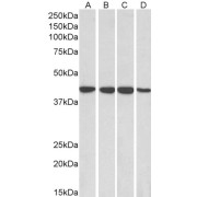 abx433213 (0.1 µg/ml) staining of HepG2 (A), HeLa (B), Jurkat (C) and MCF7 (D) lysates (35 µg protein in RIPA buffer). Primary incubation was 1 hour. Detected by chemiluminescence.