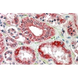 Ran-Binding Protein 1 (RANBP1) Antibody
