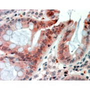 abx433222 (2.5g/ml) staining of paraffin embedded Human Colon. Steamed antigen retrieval with citrate buffer pH 6, AP-staining.