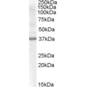 abx433223 (0.5 µg/ml) staining of Rat Kidney lysate (35 µg protein in RIPA buffer). Primary incubation was 1 hour. Detected by chemiluminescence.