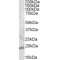 Regulator of G-Protein Signaling 13 (RGS13) Antibody