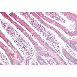 Regulator of G-Protein Signaling 18 (RGS18) Antibody