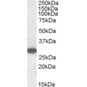 abx433228 (1 µg/ml) staining of Human Peripheral Blood Mononucleocytes lysate (35 µg protein in RIPA buffer). Detected by chemiluminescence.