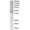 SAM Domain, SH3 Domain And Nuclear Localization Signals 1 (SAMSN1) Antibody