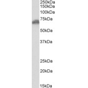 abx433258 (0.3 µg/ml) staining of Human Cerebellum lysate (35 µg protein in RIPA buffer). Primary incubation was 1 hour. Detected by chemiluminescence.