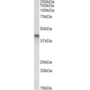 abx433263