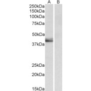 abx433264 (0.5 µg/ml) staining of Human Placenta lysate (35 µg protein in RIPA buffer) with (B) and without (A) blocking with the immunizing peptide. Primary incubation was 1 hour. Detected by chemiluminescence.