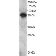 abx433267 staining (2 µg/ml) of Daudi lysate (RIPA buffer, 30 µg total protein per lane). Primary incubated for 12 hour. Detected by chemiluminescence.