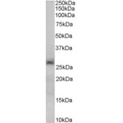 abx433275 (0.2 µg/ml) staining of Human Liver lysate (35 µg protein in RIPA buffer). Primary incubation was 1 hour. Detected by chemiluminescence.