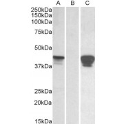 HEK293 lysate (10 µg protein in RIPA buffer) overexpressing Human SLAMF8 with C-terminal MYC tag probed with abx433278 (0.01 µg/ml) in Lane A and probed with anti-MYC Tag (1/1000) in lane C. Mock-transfected HEK293 probed with abx433278 (0.01 µg/ml) in Lane B. Primary incubations were for 1 hour. Detected by chemiluminescence.