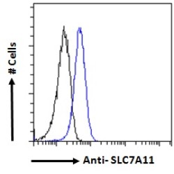 Cystine/Glutamate Transporter (SLC7A11) Antibody