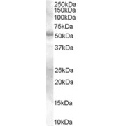 abx433289 (0.3 µg/ml) staining of Human Skin lysate (35 µg protein in RIPA buffer). Detected by chemiluminescence.