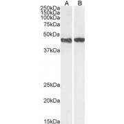 Western blot analysis of extracts of  HeLa (A) and NIH3T3 (B) cell lysate (35 µg protein in RIPA buffer) using ACTA2 antibody (1 µg/ml).