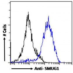 Single Strand Selective Monofunctional Uracil DNA Glycosylase 1 (SMUG1) Antibody